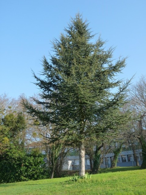 N 17 Cèdre de l Atlas Cedrus atlantica Parcours Biodiversité