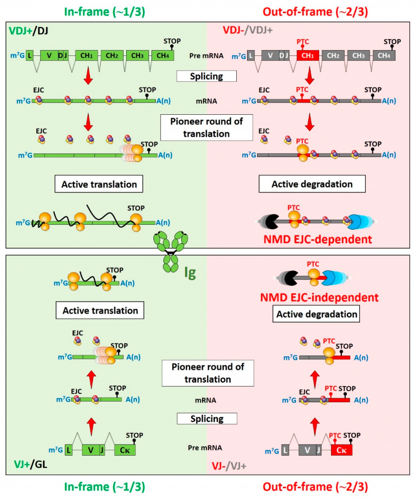 mechanisms-and-regulation-of-nonsense-mediated-mrna-decay-and-nonsense