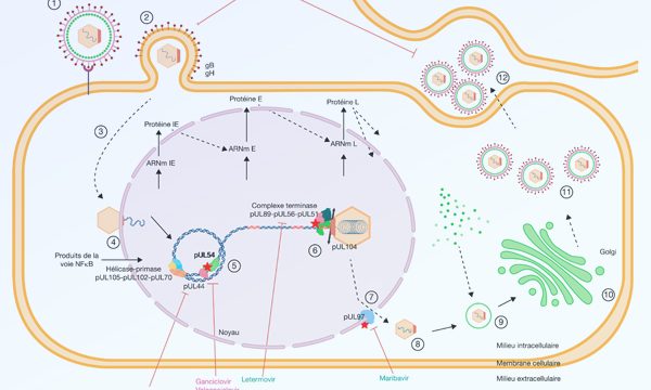 Publication Resinfit CMV novembre 2024