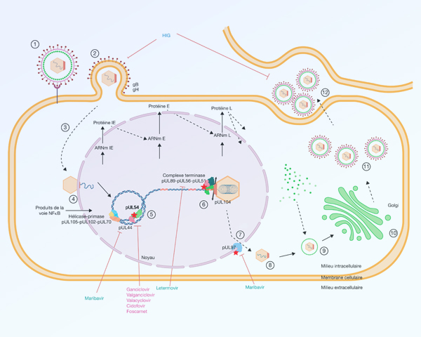 Publication Resinfit CMV novembre 2024