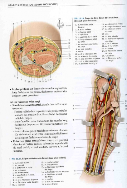 Dessiner ou peindre le corps humain – Eléments d'anatomie – Partie n° 1